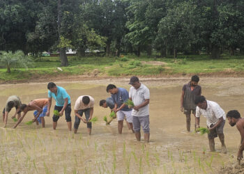 जैविक कृषि की नई पहचान श्री विधि और कतार रोपा से खेतों में क्रांति