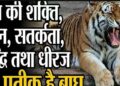 ग्लोबल टाइगर-डे पर छत्तीसगढ़ में बाघ संरक्षण और सामुदायिक भागीदारी पर होगी व्यापक जागरूकता कार्यक्रम