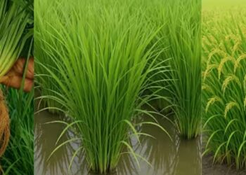 अन्नदाताओं के पसीने से लहलहाई धान की फसल