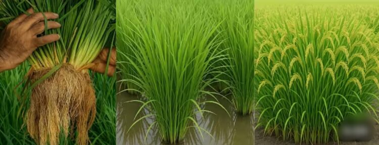 अन्नदाताओं के पसीने से लहलहाई धान की फसल