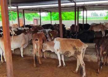 गौधाम योजना की होगी शुरुआत: पशुधन सुरक्षा, नस्ल सुधार और ग्रामीण अर्थव्यवस्था को मिलेगी मजबूती –