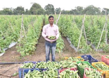 खेती में नवाचार से बदली किसान की तकदीर : खीरे की बंपर पैदावार से हुई 2.50 लाख की आमदनी