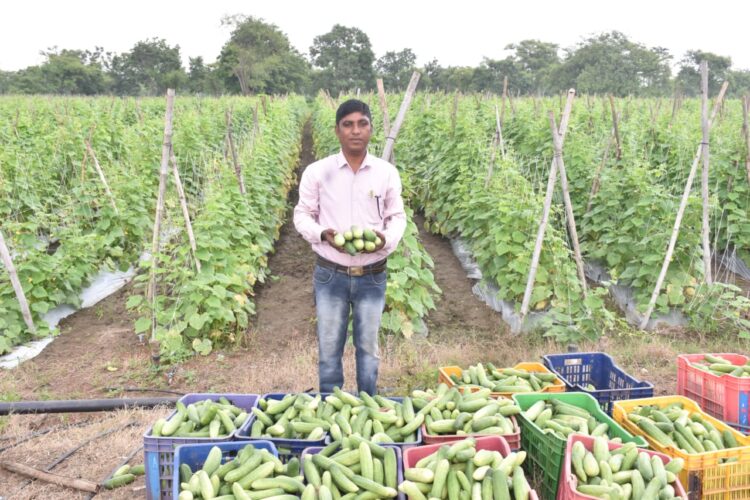 खेती में नवाचार से बदली किसान की तकदीर : खीरे की बंपर पैदावार से हुई 2.50 लाख की आमदनी