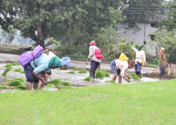 पी.एम फसल बीमा योजना: किसानों की फसलों के लिए सुरक्षा कवच