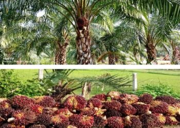 पॉम की खेती से किसानों को मिलेगा आय का स्थायी जरिया