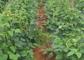 आधुनिक बागवानी व सब्जी उत्पादन से बदल रही है आदिवासी किसानों की तकदीर