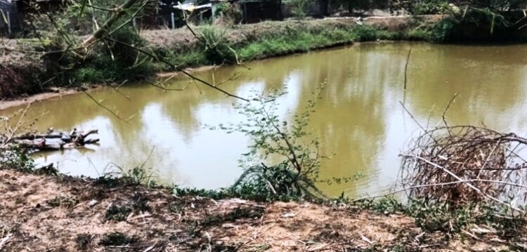 मनरेगा की डबरी से खेतों में हरियाली… चेहरे पर मुस्कान