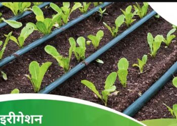 260 हेक्टेयर में ड्रिप सिंचाई से खरीफ और रबी फसलों को मिलेगा लाभ