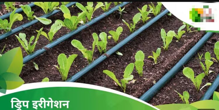 260 हेक्टेयर में ड्रिप सिंचाई से खरीफ और रबी फसलों को मिलेगा लाभ