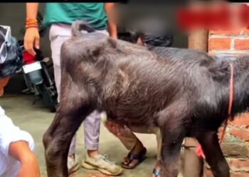 बछिया के हर्निया का पशु चिकित्सकों ने किया सफल ऑपरेशन