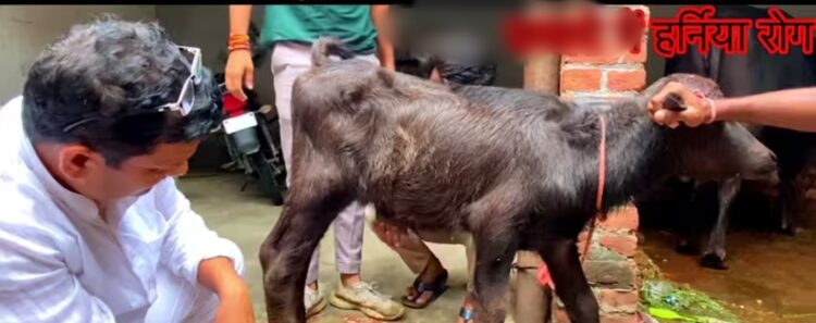 बछिया के हर्निया का पशु चिकित्सकों ने किया सफल ऑपरेशन