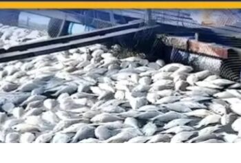 बस्तर जिला मछली बीज उत्पादन में आत्मनिर्भरता की ओर