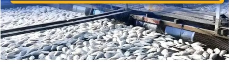 बस्तर जिला मछली बीज उत्पादन में आत्मनिर्भरता की ओर