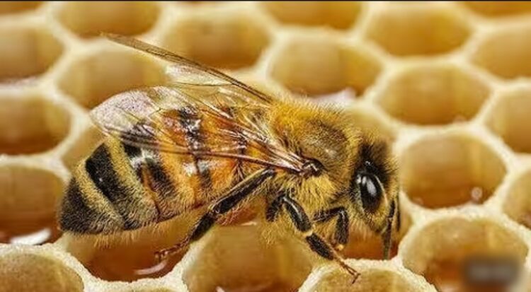 सात दिवसीय मधुमक्खी पालन विषय पर प्रशिक्षण कार्यक्रम संपन्न