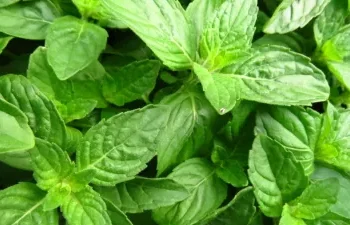 सुबह खाली पेट रोजाना चबाएं ये पत्ते; Vitamin C, जिंक, आयरन की कमी को करता है दूर…