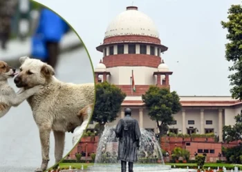आवारा कुत्तों पर सुप्रीम कोर्ट का फैसला, शेल्टर होम भेजे गये कुत्ते किए जाएंगे रिहा…