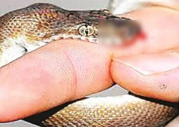 सांप के काटने से भाई बहन की मौत, गांव में पसरा मातम