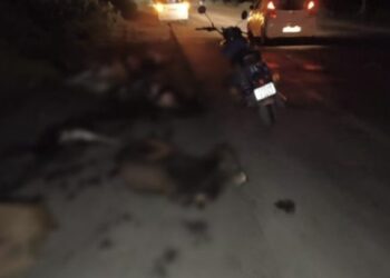 सड़क पर फिर बिखरा दर्द, तेज रफ्तार ट्रेलर ने 19 गायों को रौंदा