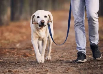 छत्तीसगढ़ में नया नियम लागू, अब बिना मुंह बांधे कुत्ते को घुमाया तो लगेगा जुर्माना…