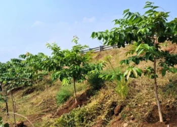 छत्तीसगढ़ के राष्ट्रीय राजमार्ग बन रहे ग्रीन कॉरिडोर:एनएचएआई ने इस साल लगाए 2.71 लाख पौधे