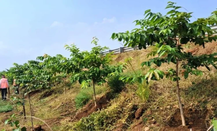 छत्तीसगढ़ के राष्ट्रीय राजमार्ग बन रहे ग्रीन कॉरिडोर:एनएचएआई ने इस साल लगाए 2.71 लाख पौधे
