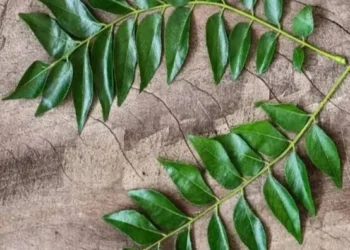 सुबह खाली पेट चबाकर खाएं करी पत्ता, कोलेस्ट्रॉल से लेकर शुगर तक रहेगा कंट्रोल