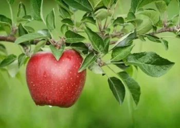 रोज खाएंगे एक सेब तो नहीं लगाने पड़ेंगे डॉक्टर के चक्कर, इन बीमारियों से होगा बचाव..