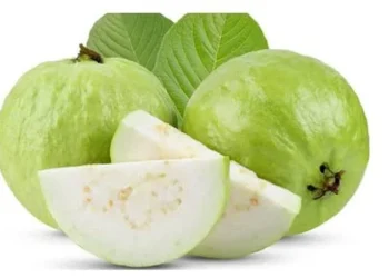 भुने हुए अमरूद खाने से सेहत को मिलते हैं कई बेहतरीन फायदे।