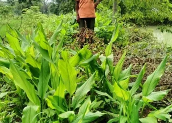 डबरी ने खोले समृद्धि के द्वार, दुलार सिंह का सपना हुआ साकार