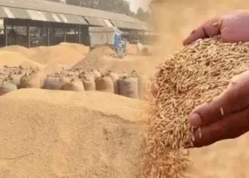 छत्तीसगढ़ में इस दिन से शुरू होगी धान खरीदी, किसानों को मिलेगा 3100 रुपये प्रति क्विंटल का भुगतान!