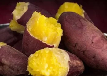 शकरकंद खाने से शरीर को मिलते हैं जबरदस्त फायदे, हार्ट-किडनी के लिए भी है वरदान