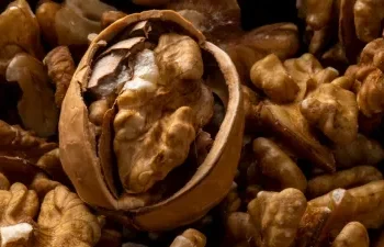 सुबह खाली पेट भीगे हुए अखरोट खाने से शरीर को मिलते हैं 6 बड़े फायदे, यहां जानें खाने का सही तरीका