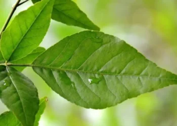 सुबह खाली पेट चबाकर खा लें ये 2 हरी पत्तियां, आसपास भी नहीं भटकेगी ये 5 बीमारियां