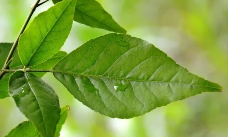 सुबह खाली पेट चबाकर खा लें ये 2 हरी पत्तियां, आसपास भी नहीं भटकेगी ये 5 बीमारियां