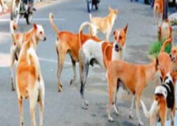 स्कूलों में आवारा कुत्तों से सुरक्षा हेतु लोक शिक्षण संचालनालय ने जारी किए महत्वपूर्ण निर्देश