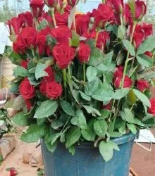 खेतों में अब सिर्फ धान नहीं, खुशबू भी उग रही है