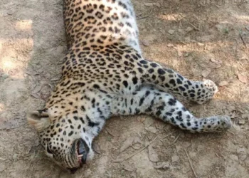 बेंगलुरु में अवैध रॉक ब्लास्टिंग का कहर, मादा तेंदुए समेत तीन अजन्मे शावकों की दर्दनाक मौत