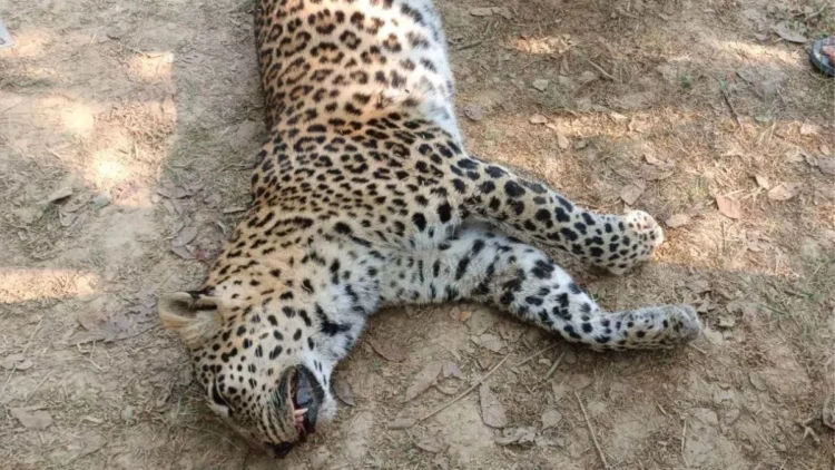 बेंगलुरु में अवैध रॉक ब्लास्टिंग का कहर, मादा तेंदुए समेत तीन अजन्मे शावकों की दर्दनाक मौत