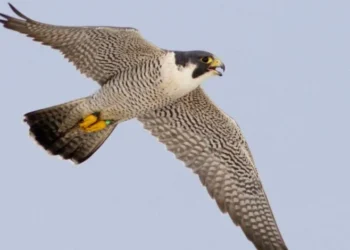उदंती-सीतानदी में दिखा दुनिया का सबसे तेज़ उड़ने वाला पक्षी पेरेग्रीन फाल्कन