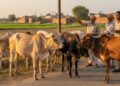 किसानों के लिए खुशखबरी: आवारा पशुओं की देखभाल पर सरकार दे रही है हर महीने 12 हजार रुपये, जानें योजना की पूरी जानकारी