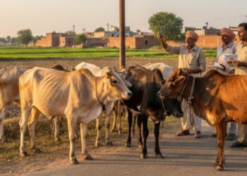 किसानों के लिए खुशखबरी: आवारा पशुओं की देखभाल पर सरकार दे रही है हर महीने 12 हजार रुपये, जानें योजना की पूरी जानकारी