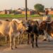 किसानों के लिए खुशखबरी: आवारा पशुओं की देखभाल पर सरकार दे रही है हर महीने 12 हजार रुपये, जानें योजना की पूरी जानकारी