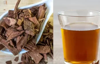 अर्जुन की छाल का पानी पीने से क्या फायदे होते हैं और इसे सही तरीके से कैसे व कितने दिन तक पीना चाहिए?