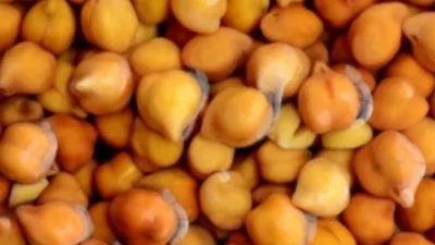 सुबह-सुबह खाली पेट भीगे चने खाने से क्या होता है?जानिए इसके जबरदस्त फायदे