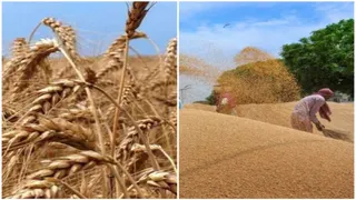 किसानों के लिए अहम खबर: MSP पर गेहूं खरीदी के लिए 7 फरवरी से शुरू होंगे पंजीयन, जानें पूरी प्रक्रिया