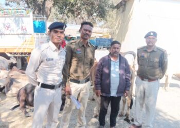 रायगढ़ पुलिस का ‘ऑपरेशन शंखनाद’: 32 गौवंश मुक्त, कुख्यात पशु तस्कर रब्बुल खान गिरफ्तार
