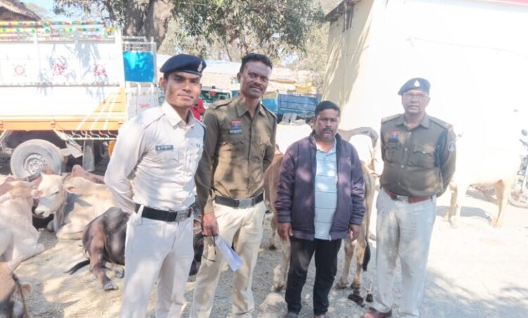 रायगढ़ पुलिस का ‘ऑपरेशन शंखनाद’: 32 गौवंश मुक्त, कुख्यात पशु तस्कर रब्बुल खान गिरफ्तार