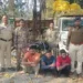 ऑपरेशन शंखनाद में रायगढ़ पुलिस की बड़ी कार्रवाई, 24 गौवंश तस्करों के चंगुल से मुक्त
