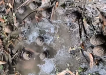 पश्चिम बंगाल चुनाव से पहले बड़ा खुलासा, दक्षिण 24 परगना में 84 देसी बम बरामद, सुरक्षा व्यवस्था पर उठे सवाल