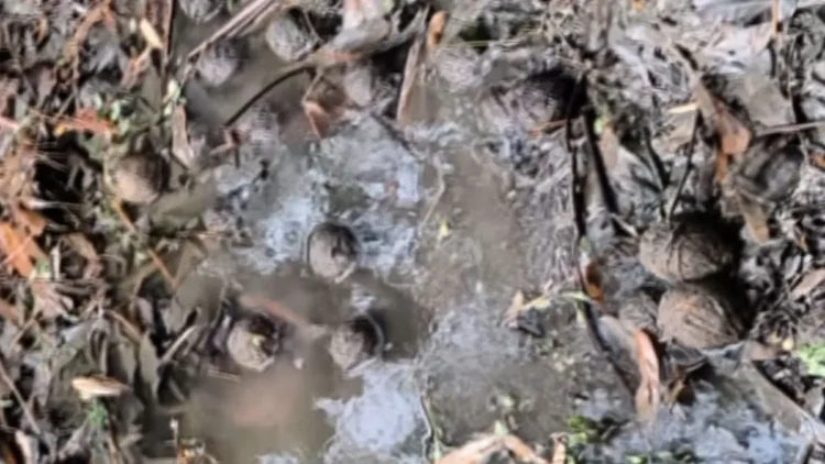 पश्चिम बंगाल चुनाव से पहले बड़ा खुलासा, दक्षिण 24 परगना में 84 देसी बम बरामद, सुरक्षा व्यवस्था पर उठे सवाल